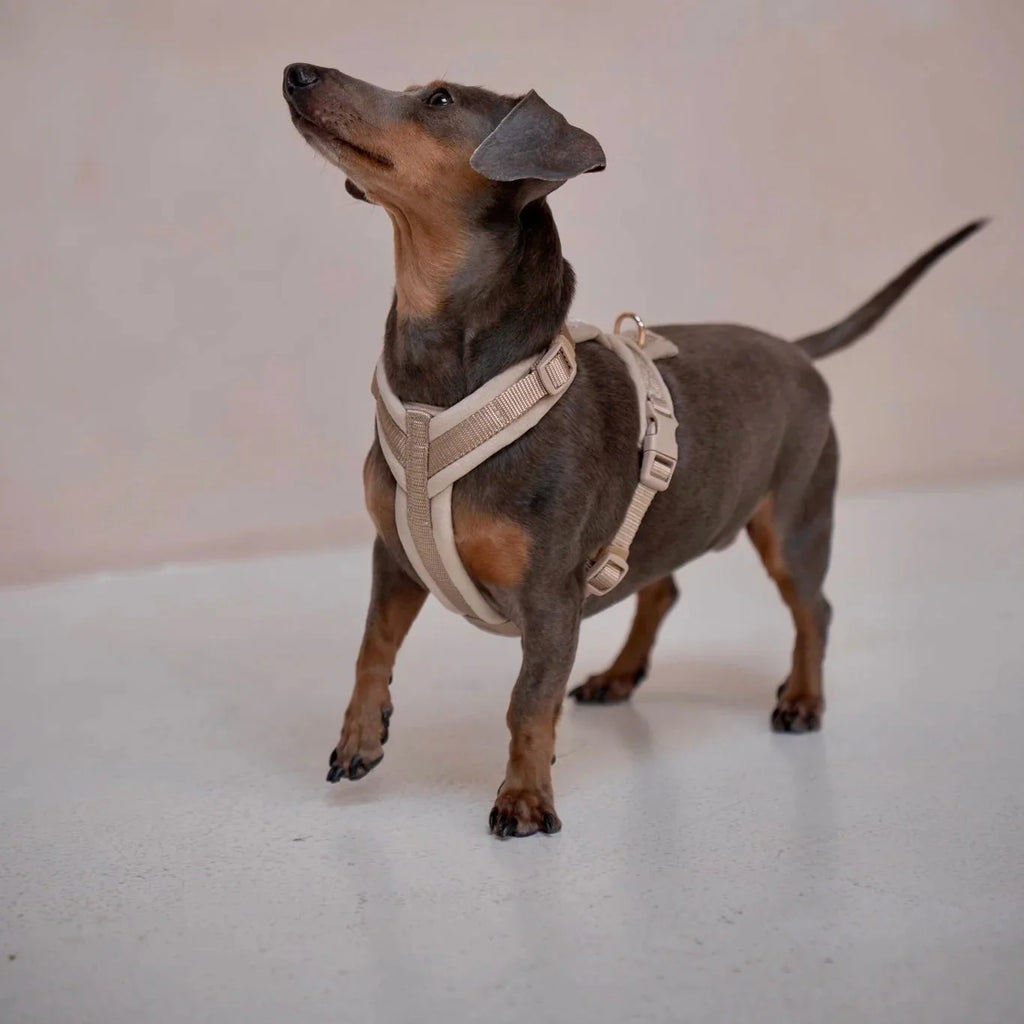 Yellow - Velvet Dog Harness