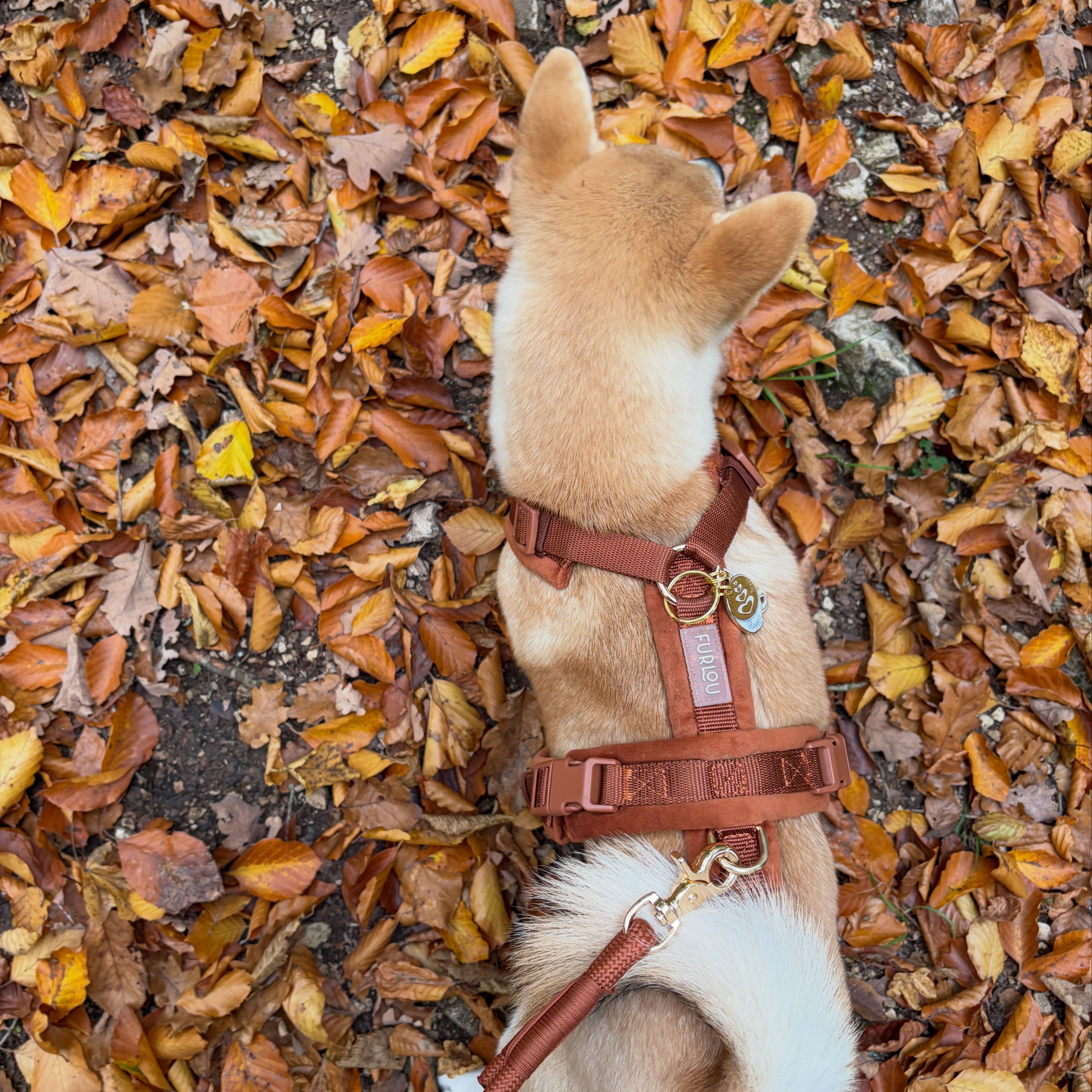 Clay - Velvet Dog Harness